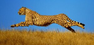 Speedy cheetah
